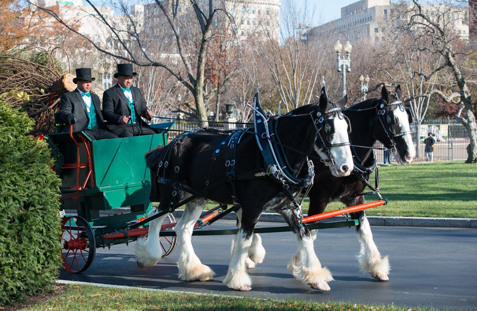 The 2013 Holiday Season Christmas Tree Arrives White House